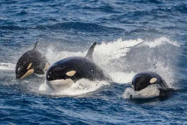 Sperm Whales Poo On Orcas In Self-Defence