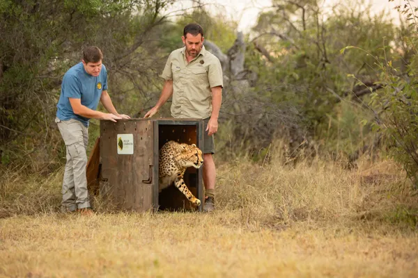 Aussie-Born Captive Cheetah Released In Africa For The First Time