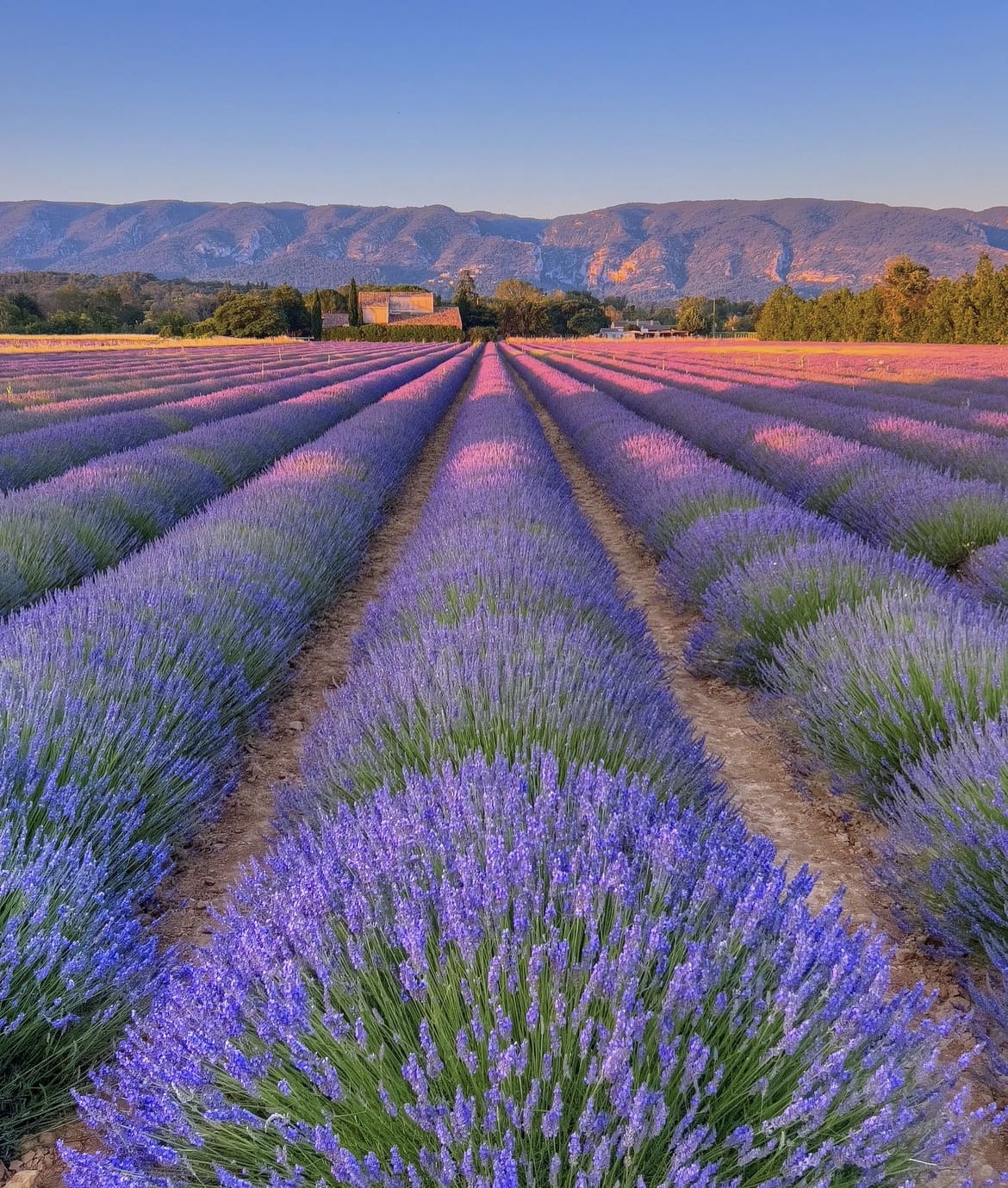 Luberon Valley - The 10 Best Places to See Lavender Fields in Provence
