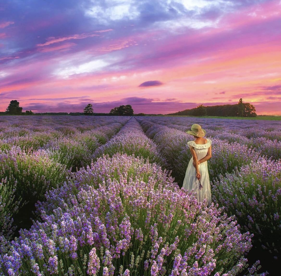 Mont Ventoux - The 10 Best Places to See Lavender Fields in Provence