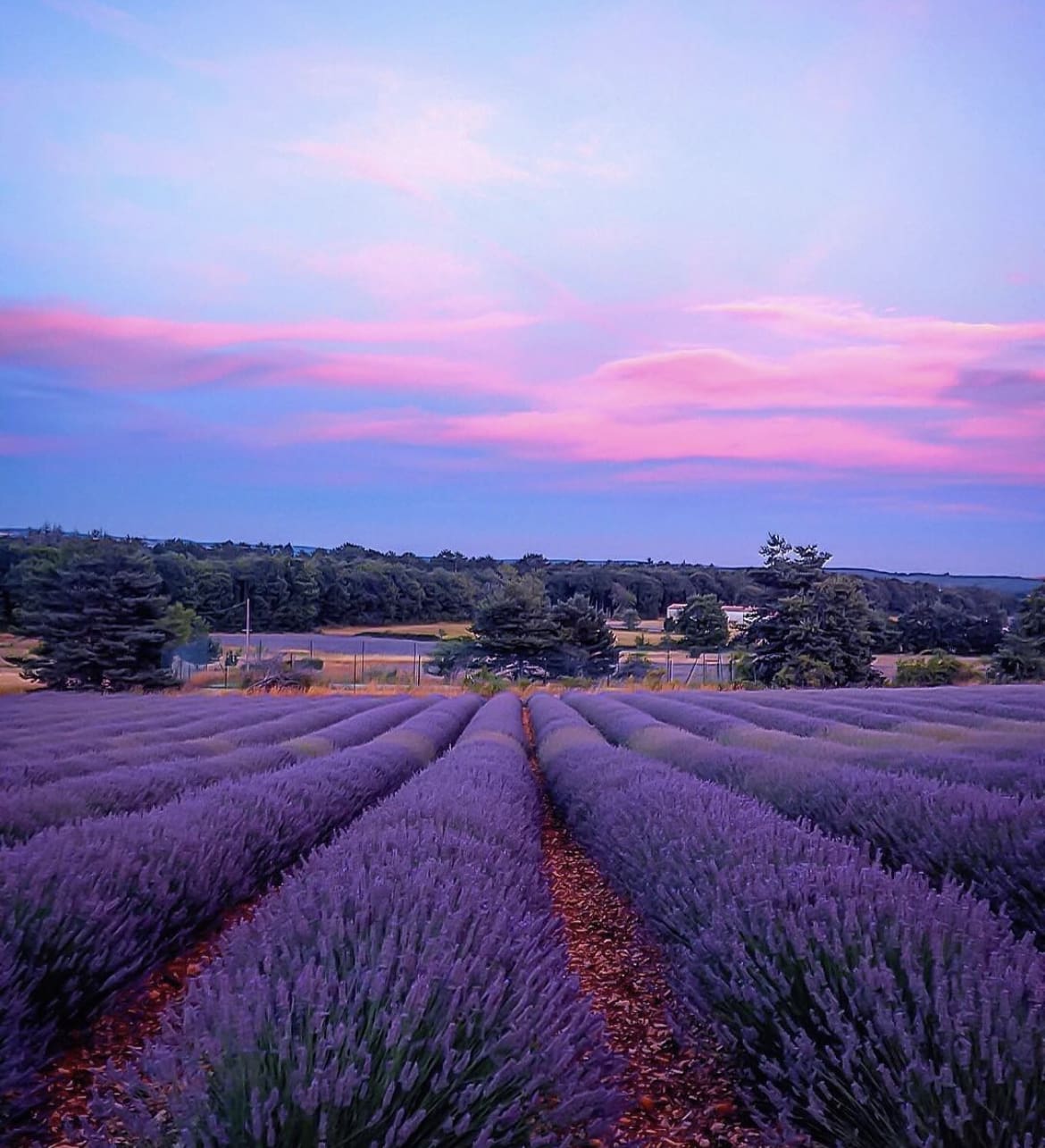 Sault - The 10 Best Places to See Lavender Fields in Provence