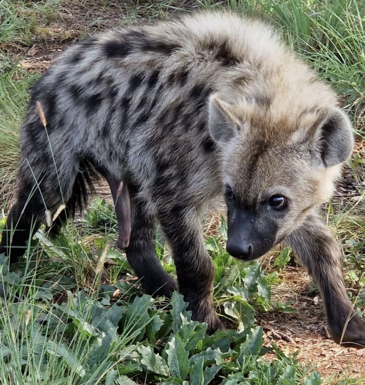 Juvenile female spotted hyena penis