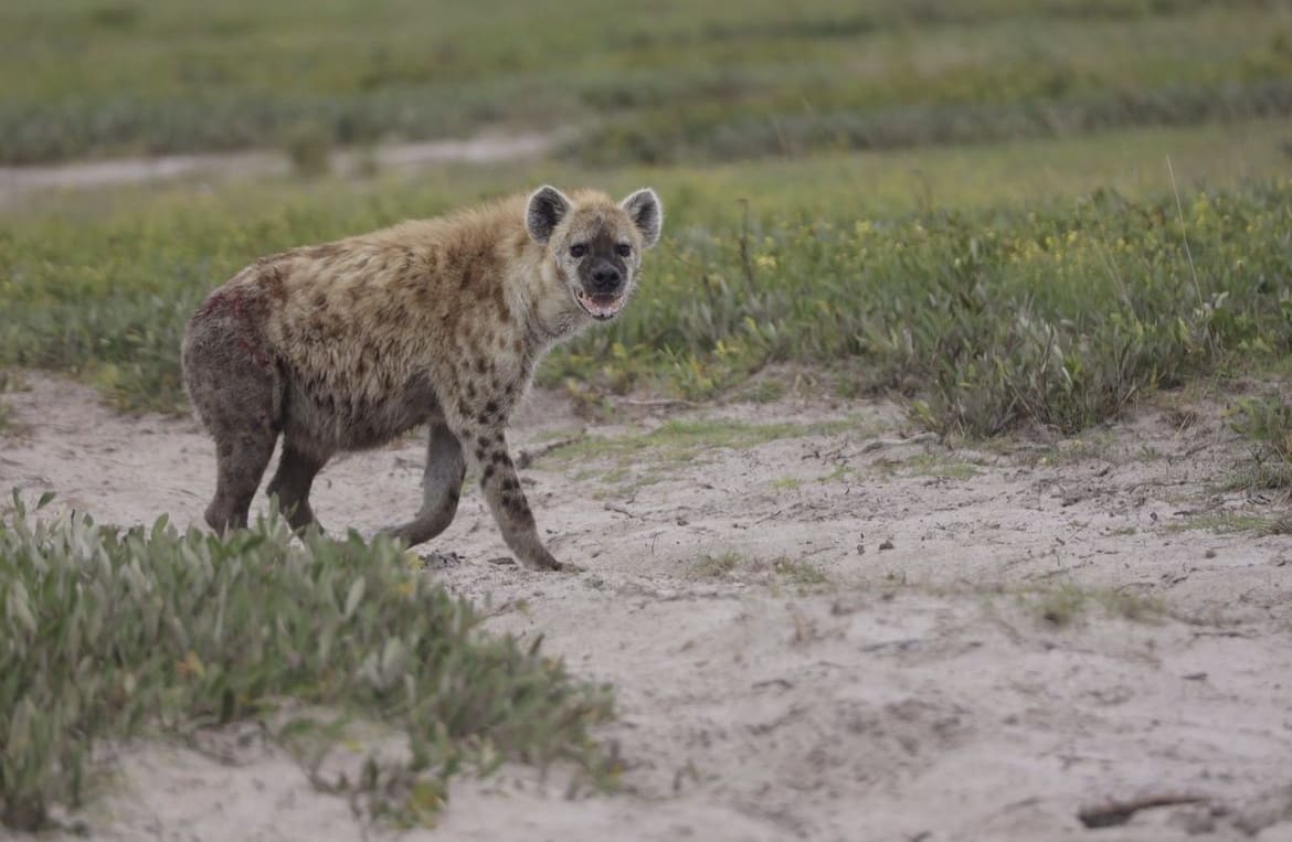 Female hyena in Liuwa Plain National Park - Why Do Female Spotted Hyenas Have a Fake Penis?