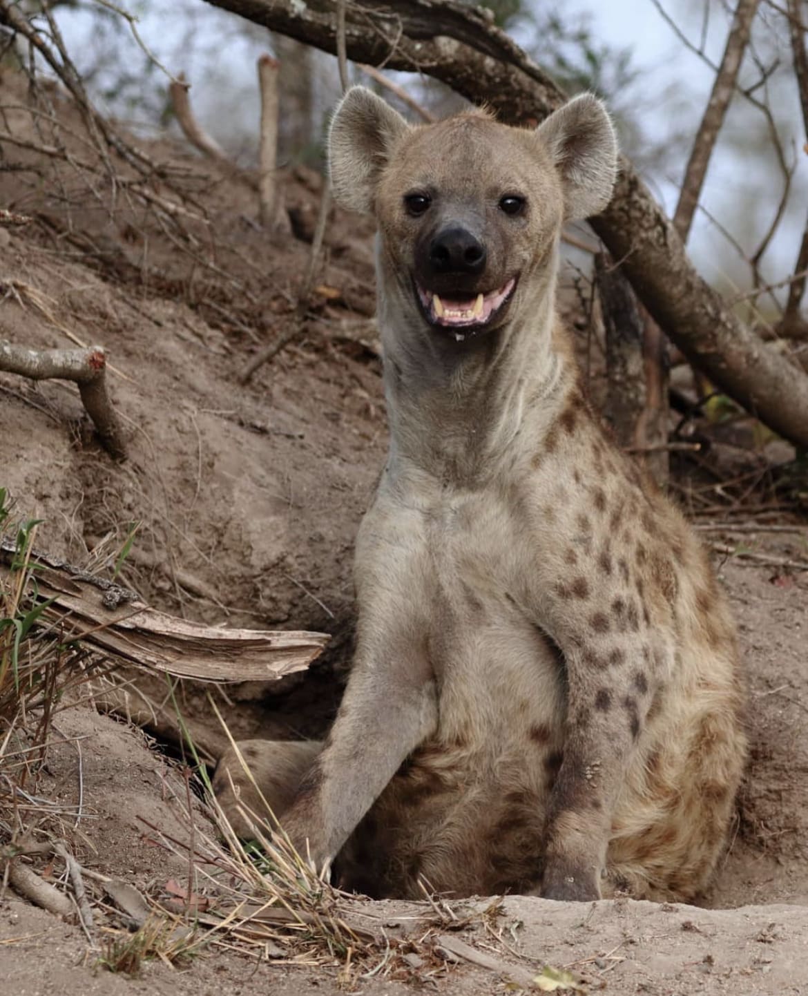 Female hyena in the Sabi Sands