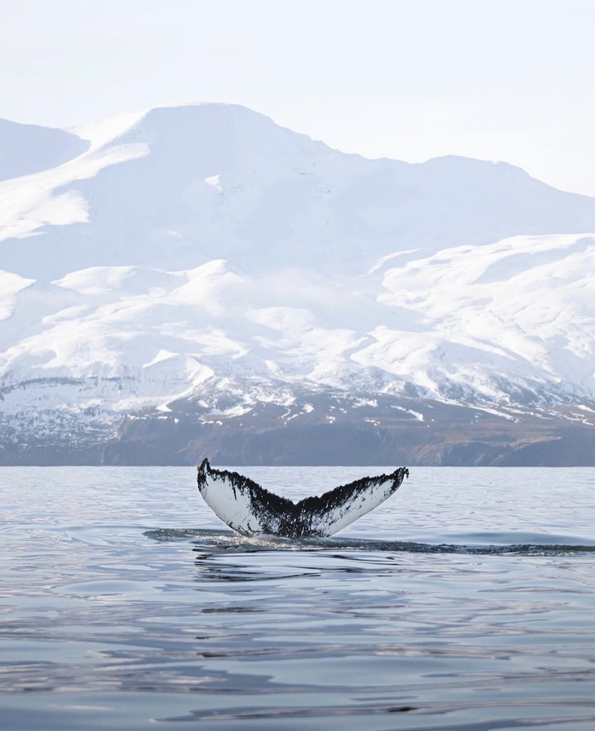 Whale Watching in Húsavík - 20 Epic Things To Do In North Iceland