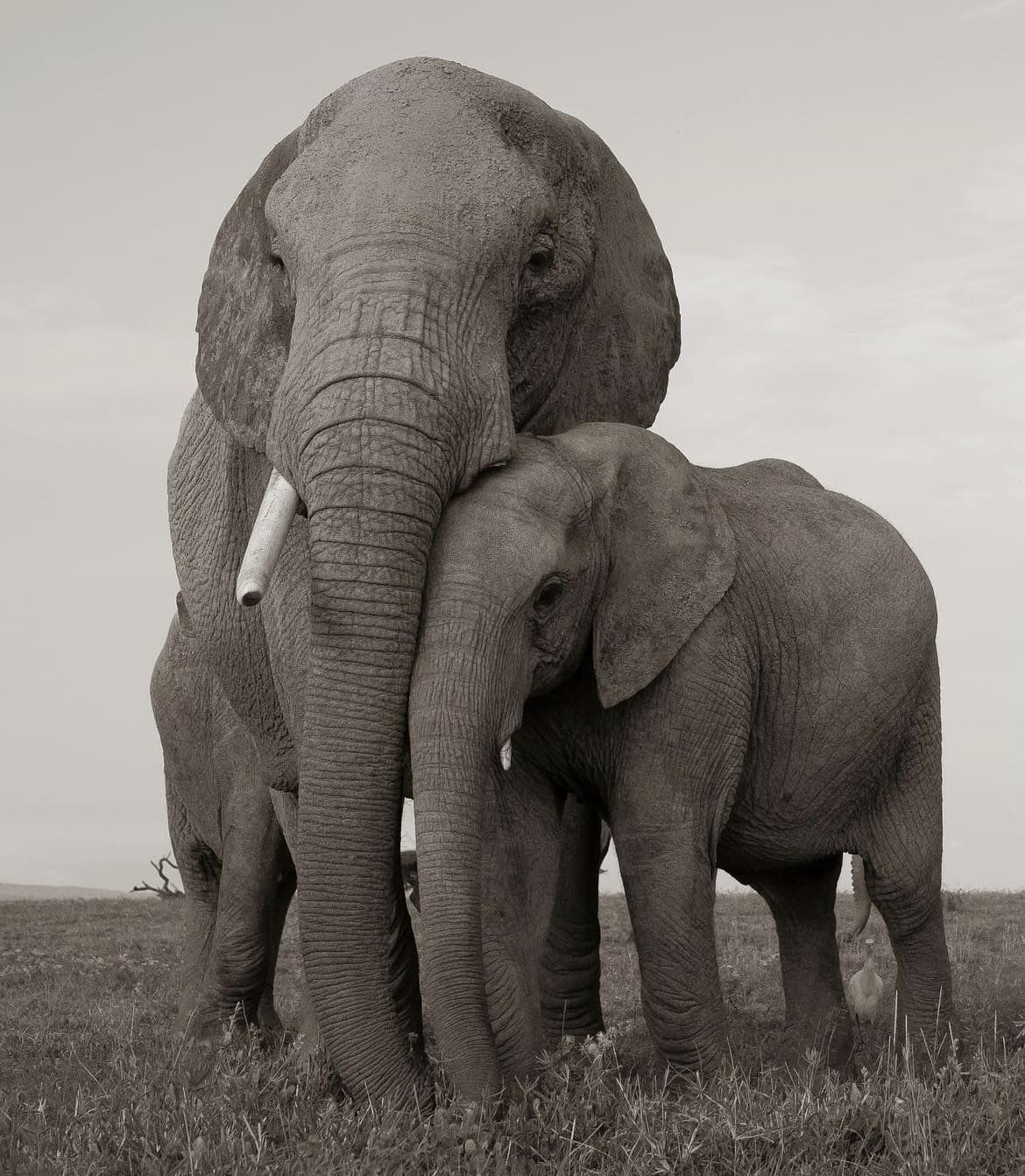 Elephant family in Kenya