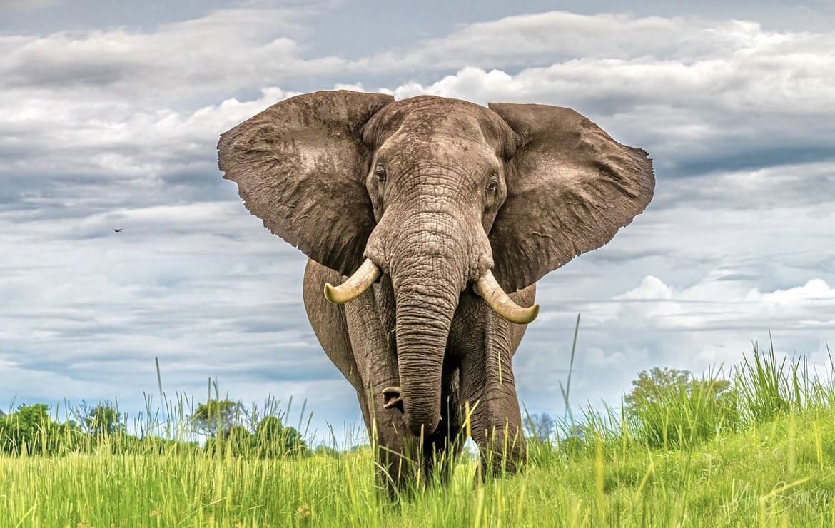 Botswana's President Threatens to send 20,000 Elephants to Germany