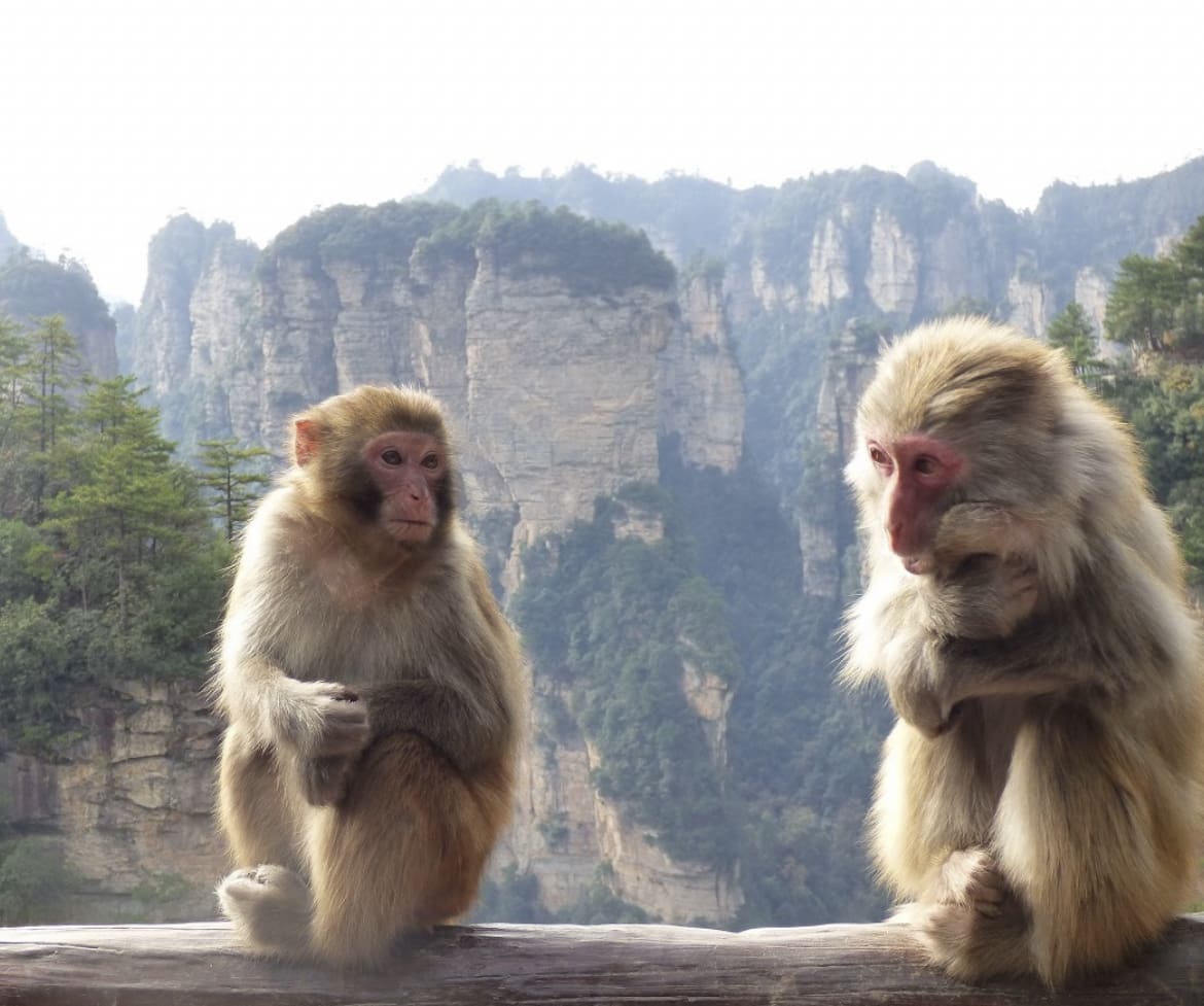 When Monkeys Attack: A Rare Encounter with the B Virus in Hong Kong