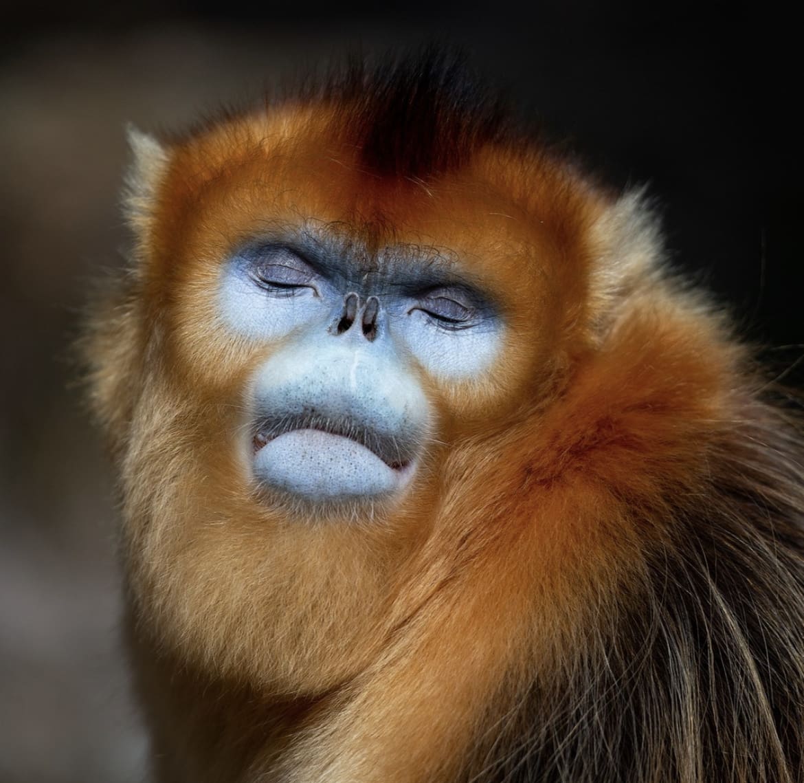Golden snub-nosed Monkey