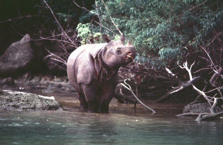 1 Gang Of Poachers Killed 10% Of All Javan Rhinos Since 2019