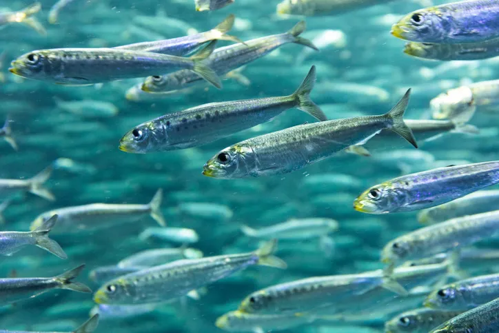 Silent Swimming Schools Of Fish Are Inspiring Submarine Design