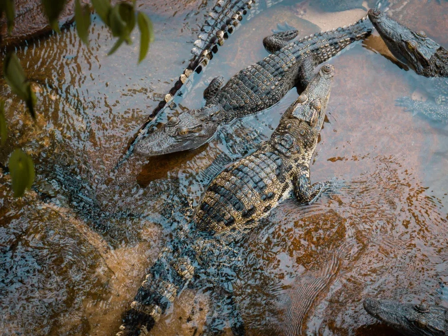 50 Rare Crocodiles Released Into The Wild In Cambodia