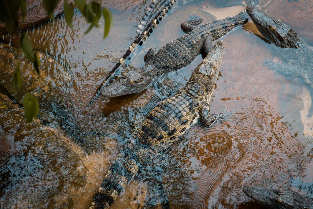 50 Rare Crocodiles Released Into The Wild In Cambodia