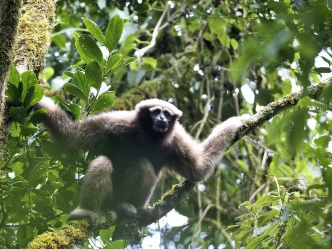 'Skywalker' Ape Discovered In Jungles Of Myanmar