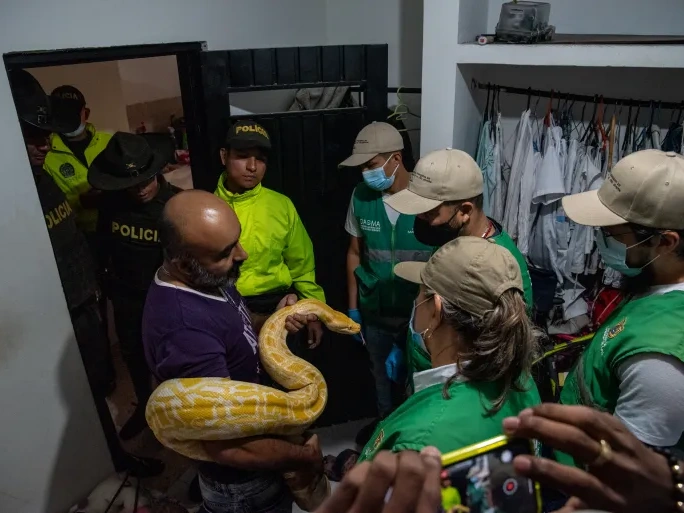 A wildlife trafficker holds an albino python during a police seizure inside a house in southern Cali