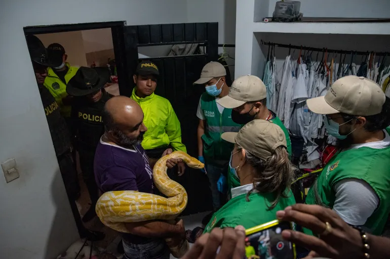 A wildlife trafficker holds an albino python during a police seizure inside a house in southern Cali