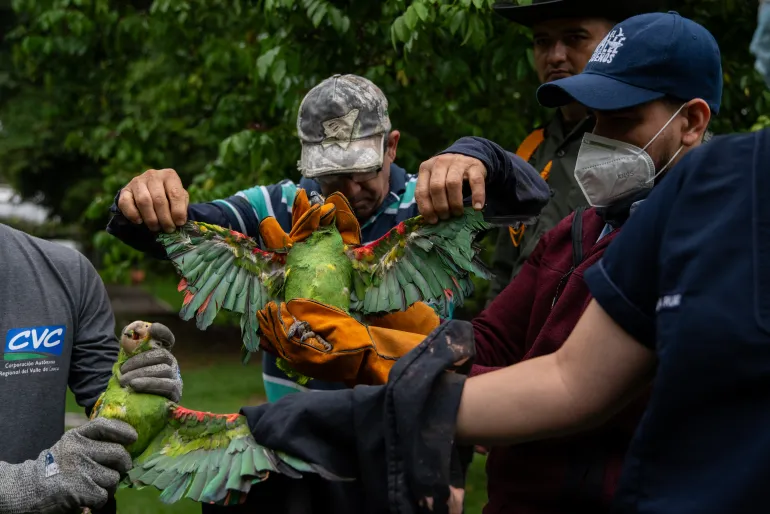 CVC workers hold two parrots whose wings were clipped to keep them captive inside a farm in Cartago, Valle del Cauca