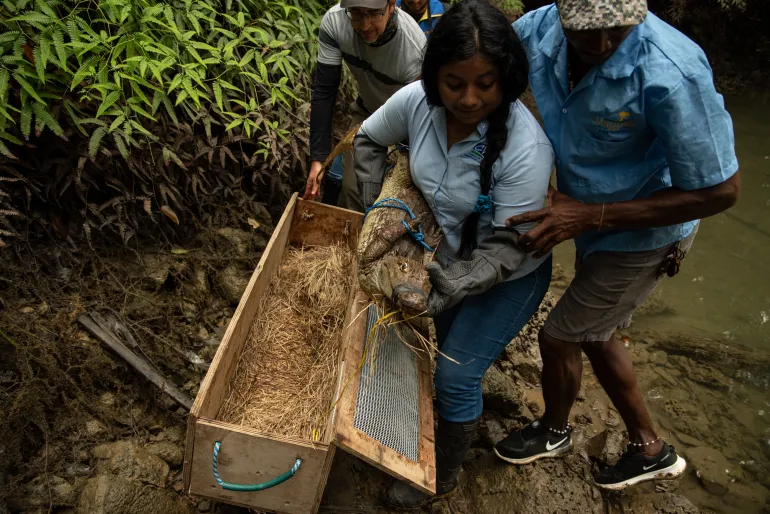 A worker from Colombia’s Corporacion Autonoma Regional del Valle del Cauca (CVC) holds a caiman that will be released in the vicinity of Buenaventura