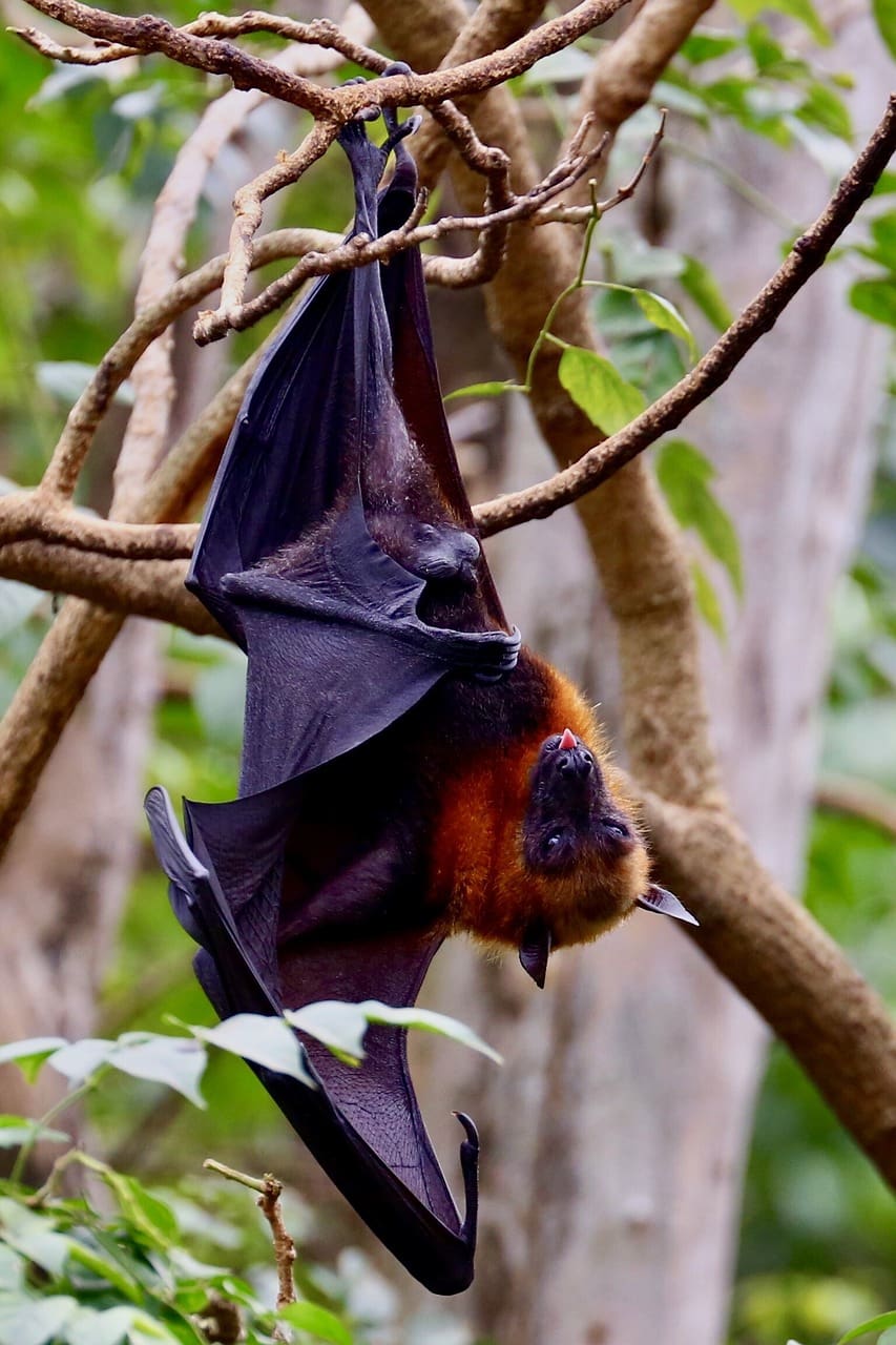 Deforestation Forces Animals To Eat Infected Bat Poo in Uganda