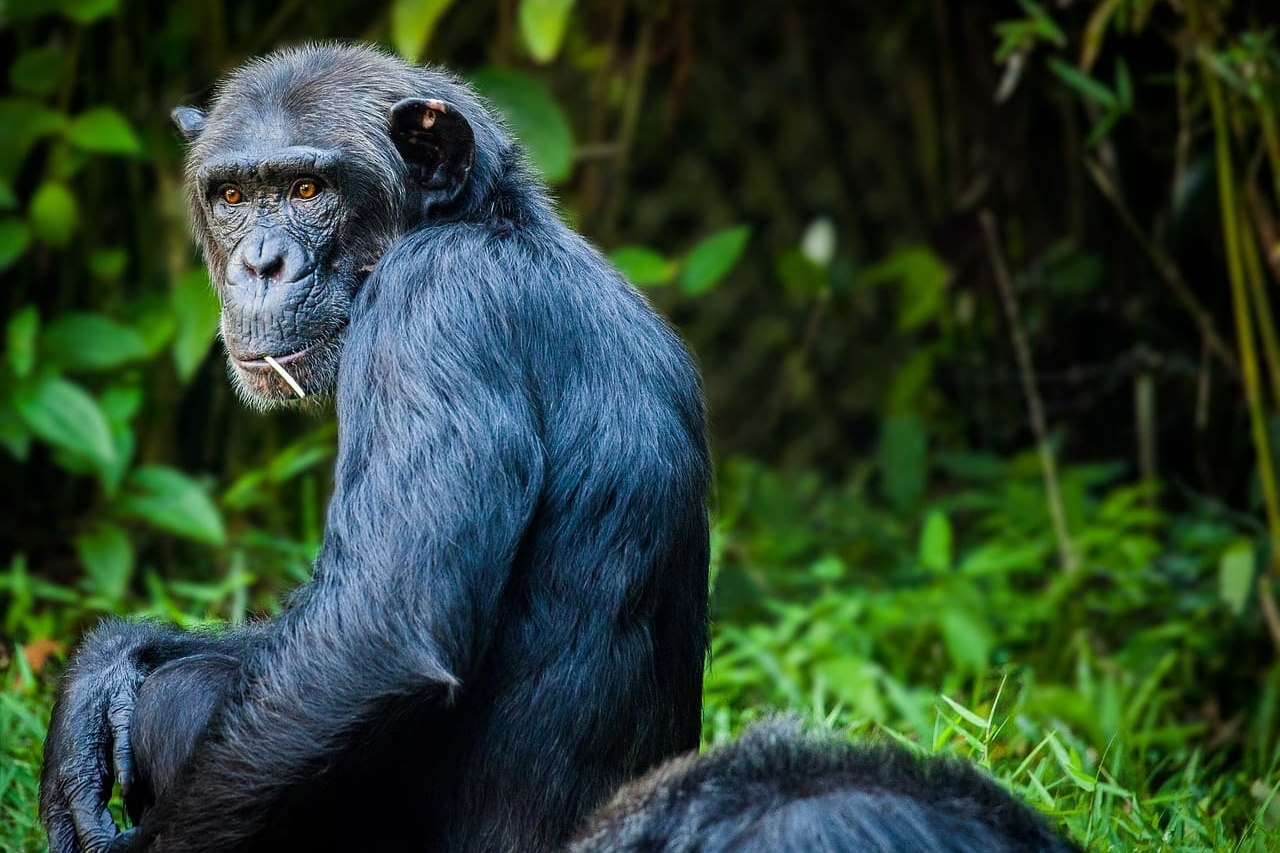 Deforestation Forces Animals To Eat Infected Bat Poo in Uganda