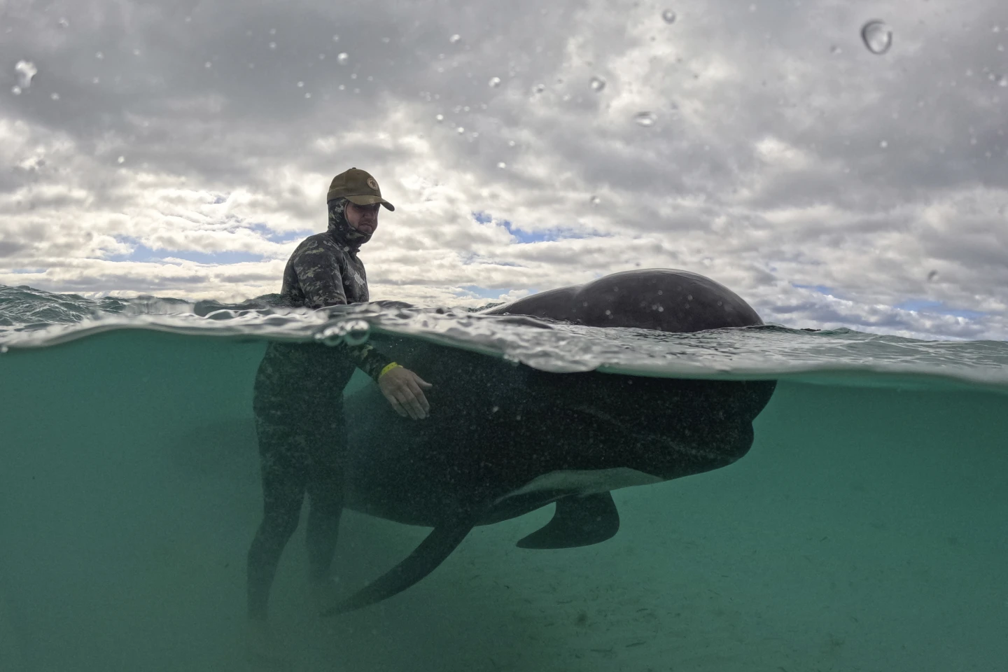 A rescuer tending to a pilot whale