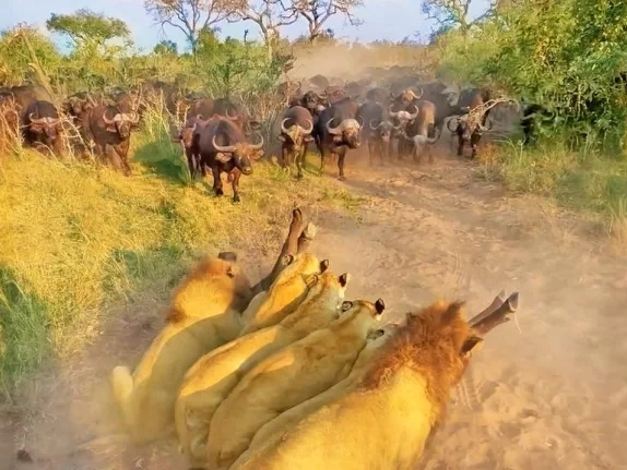 Buffalo sacrifices herself to a pride of lions to save her calf