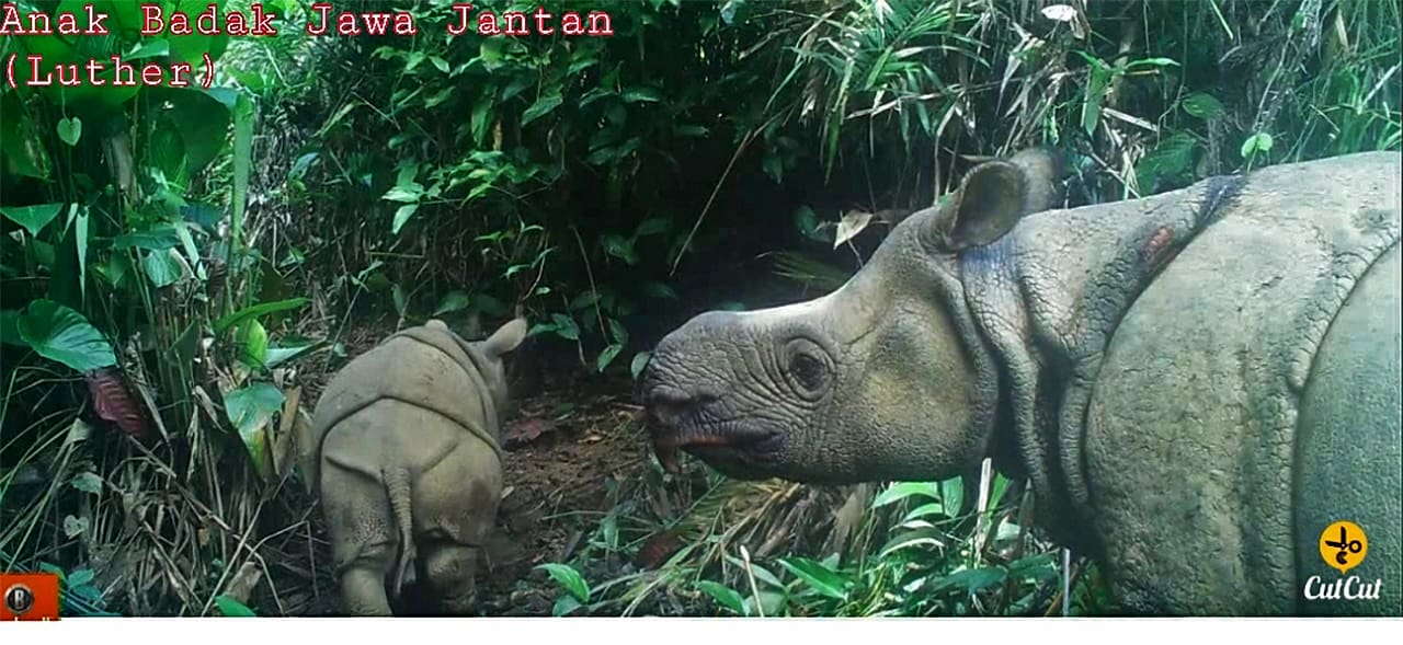 Javan rhino mother and calf