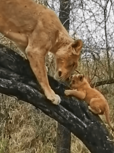 Lioness Teaches Her Cubs How to Climb in Sabi Sands