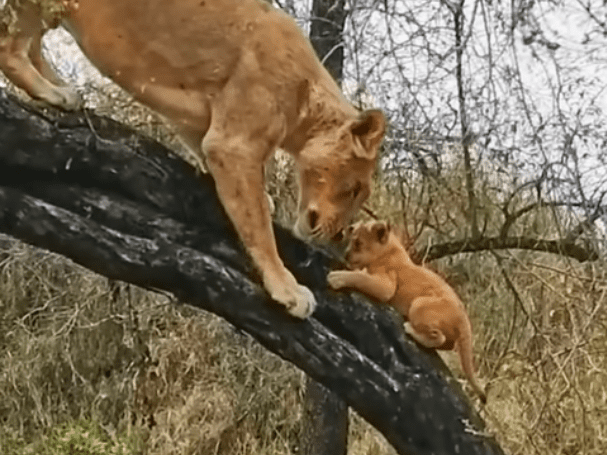 Lioness Teaches Her Cubs How to Climb in Sabi Sands