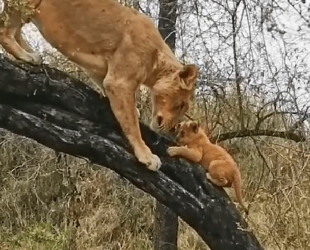 Lioness Teaches Her Cubs How to Climb in Sabi Sands