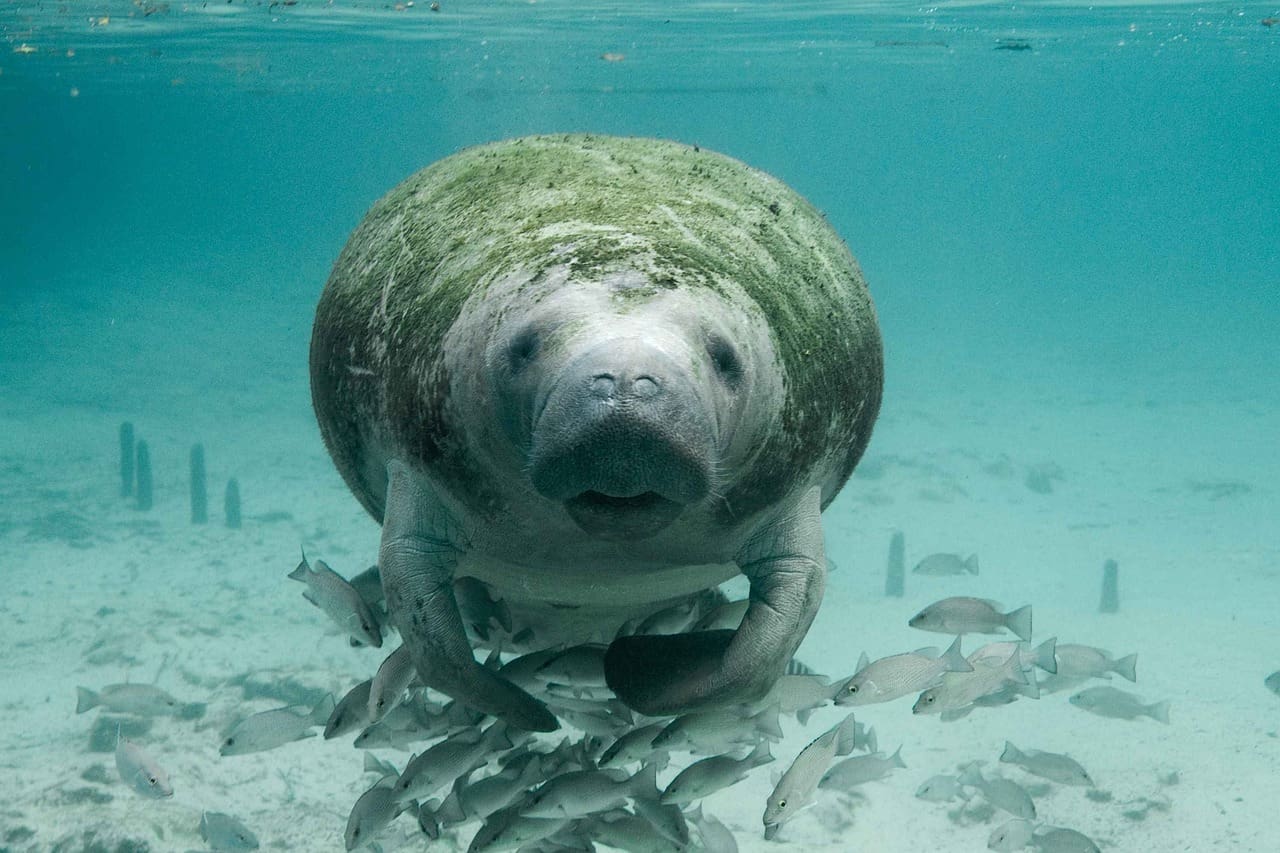At the Crossroads of Progress: The Plight of Florida's Power Plant-Dependent Manatees