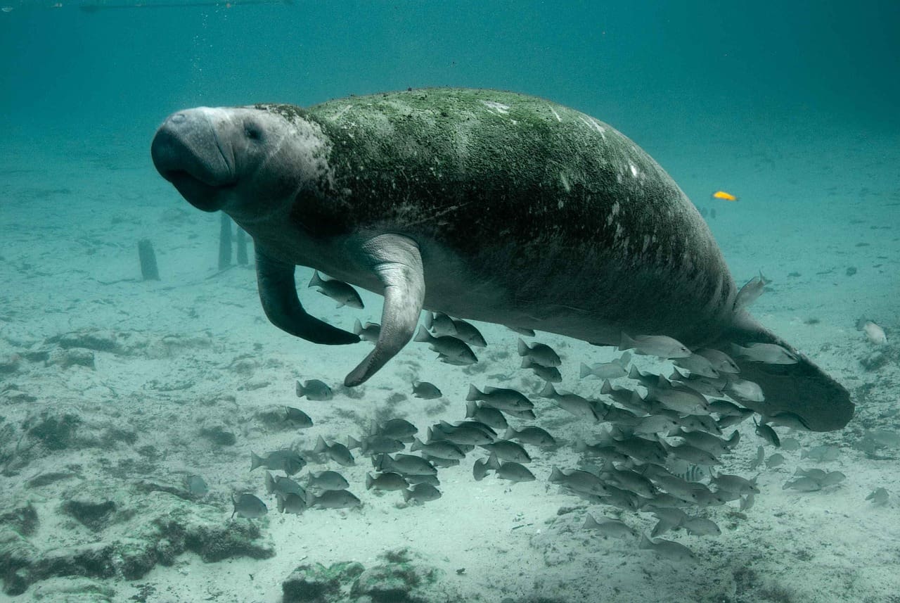 Florida Manatee's Are Addicted To Power Plants