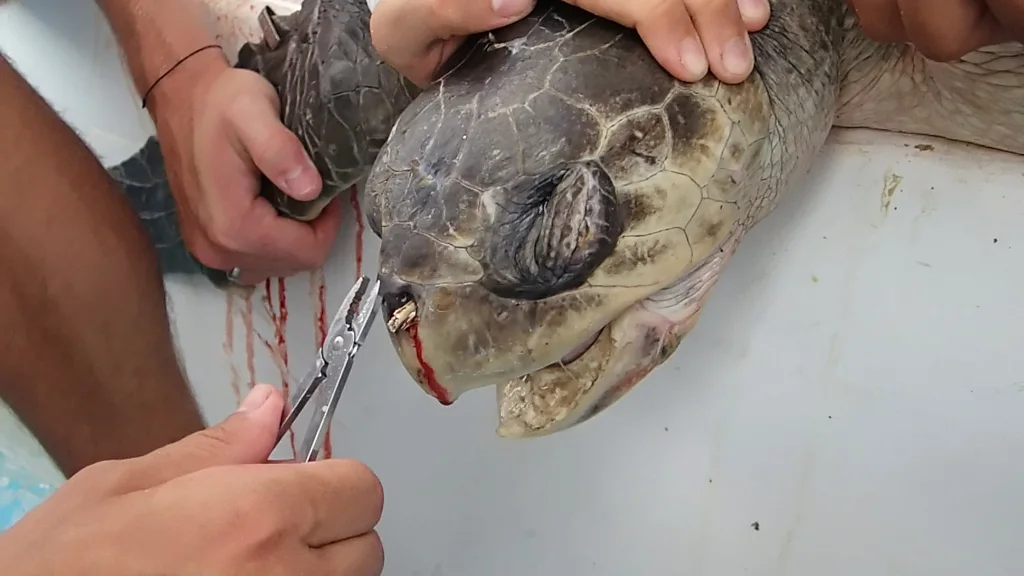 How A Turtle's Suffering Launched a War on Plastic Straws