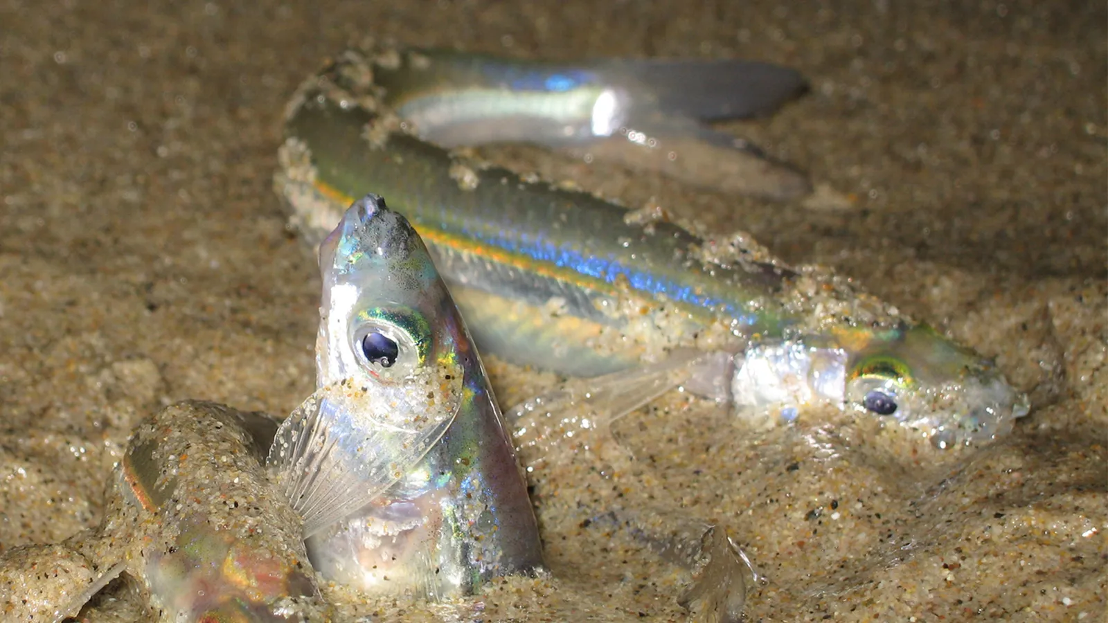 Grunion which involves crawling out of the sea onto the beach
