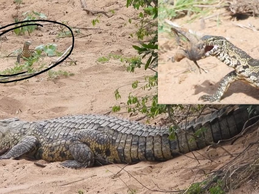 Nile monitor steals baby crocodile from mother in kruger national park