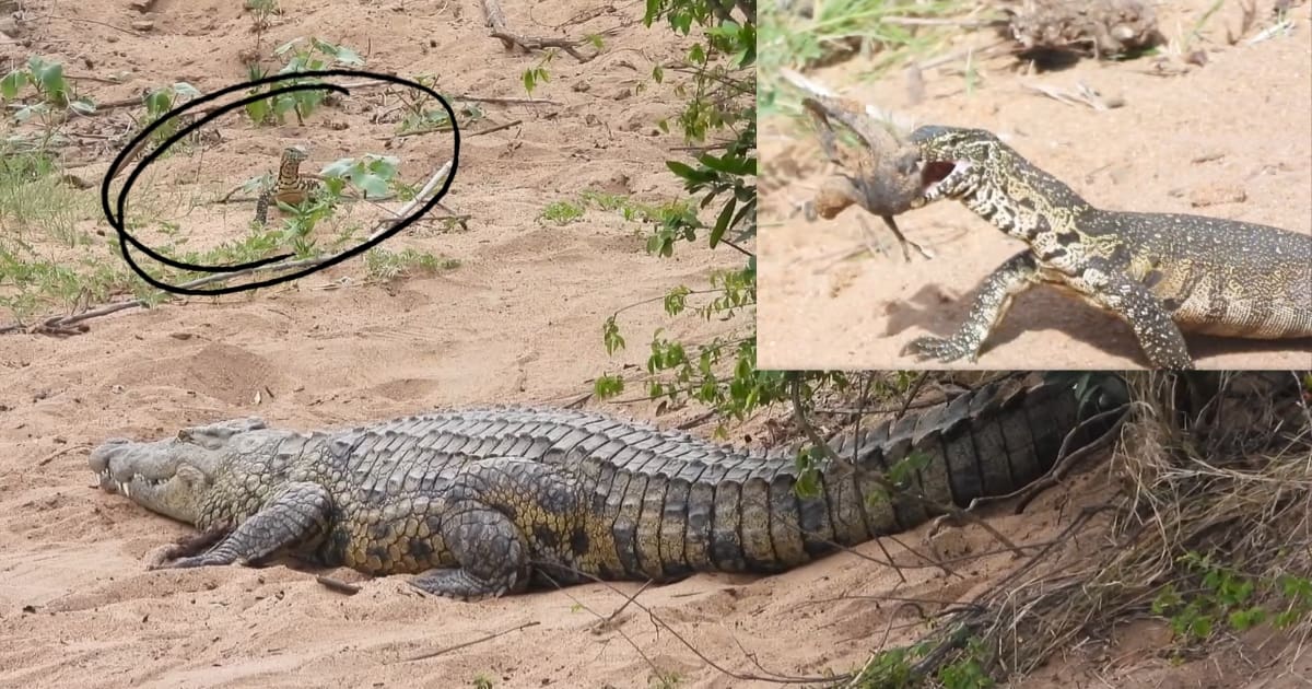 Nile monitor steals baby crocodile from mother in kruger national park