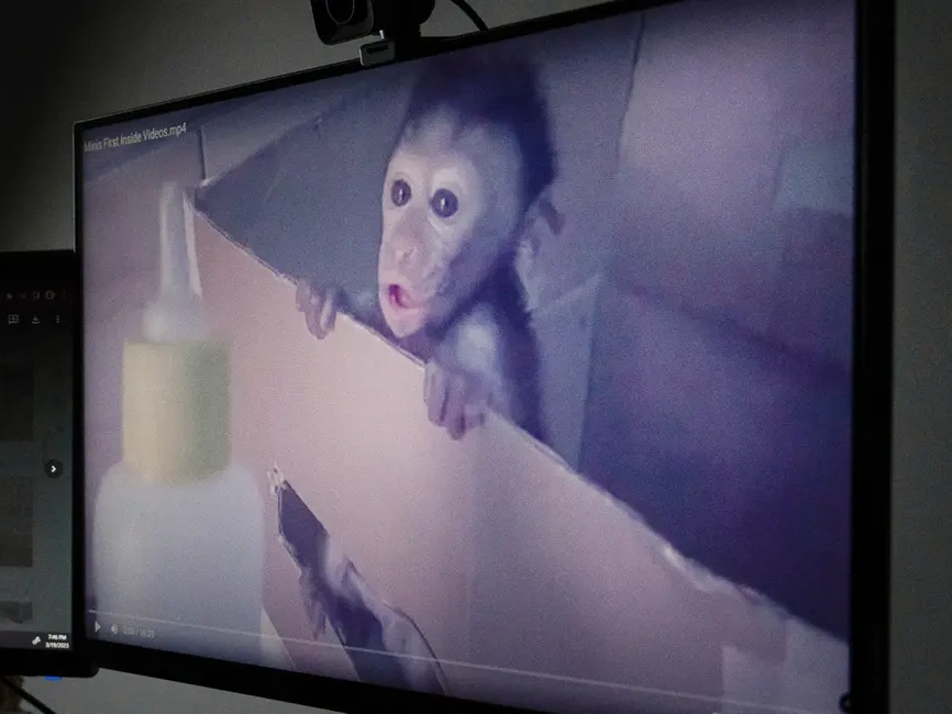 monkey torture network