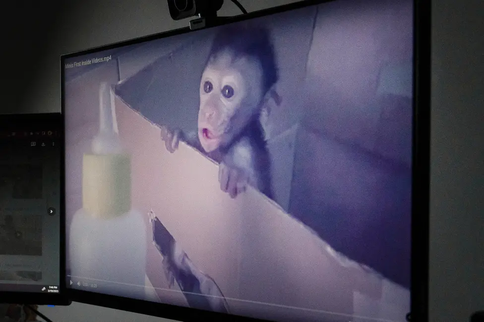monkey torture network