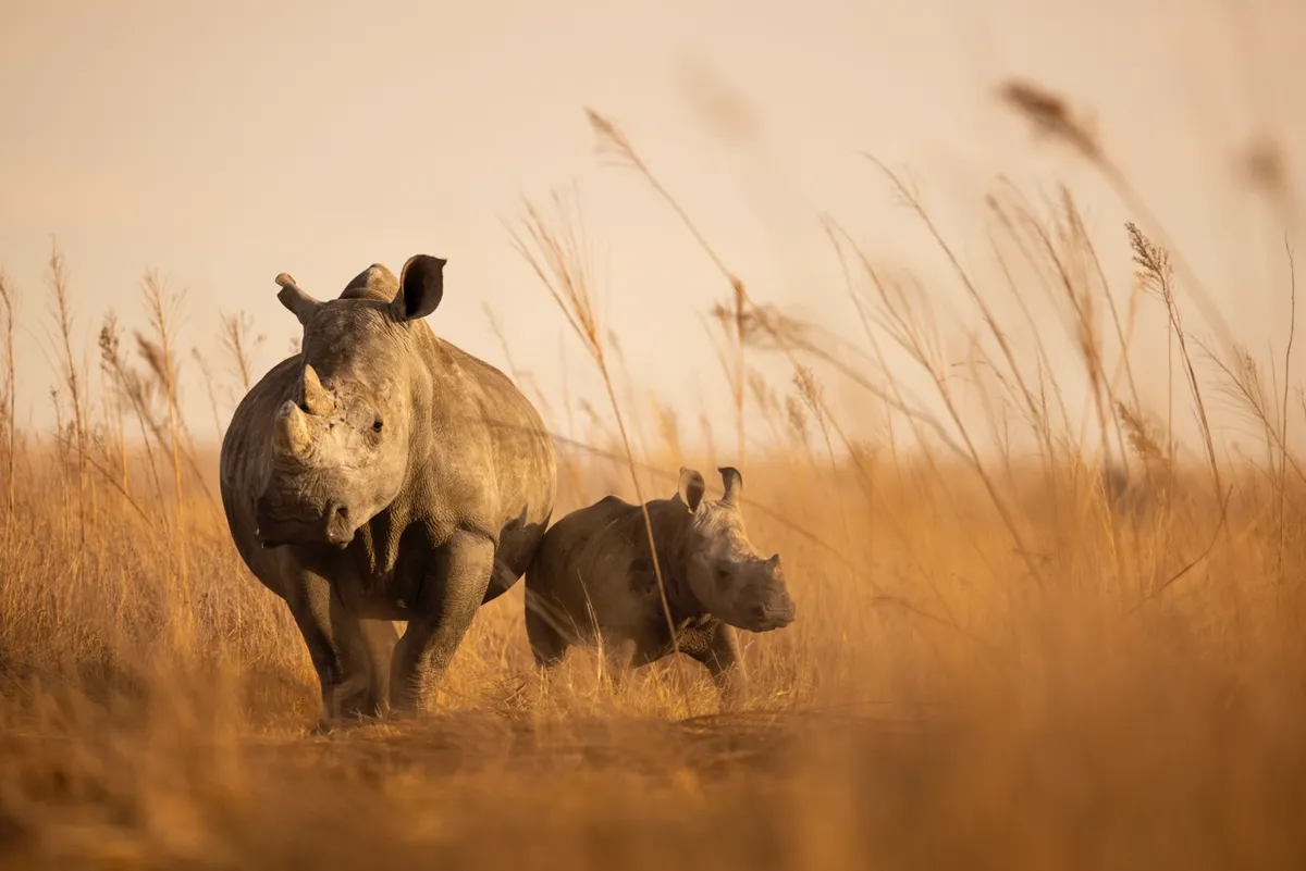 The 10-year mission to translocate more than 2,000 captive-bred southern white rhinos has begun with the transportation of 40 animals to Munywana Conservancy. Credit: Brent Stirton