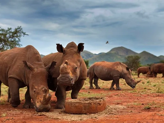 2000-rhinos-to-be-rewilded_Brent-Stirton-Large