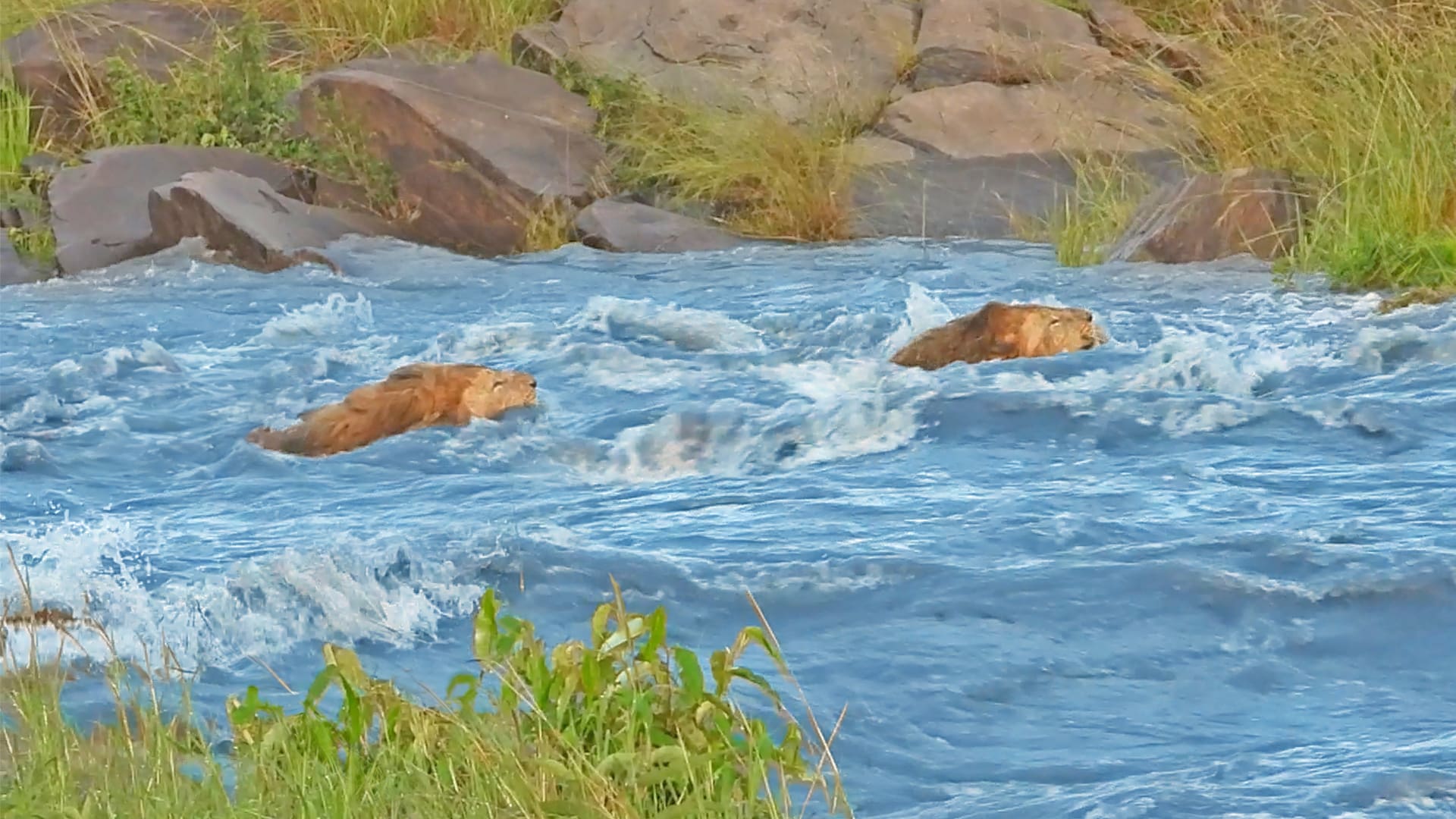 Male Lions Washed Away By A Raging River