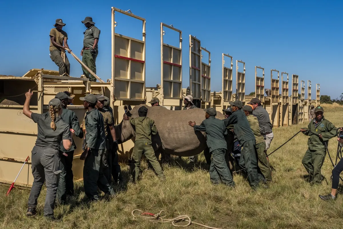 40 rhinos being loaded into crates for translocation to Munywana Conservancy. Credit: Marcus Westberg