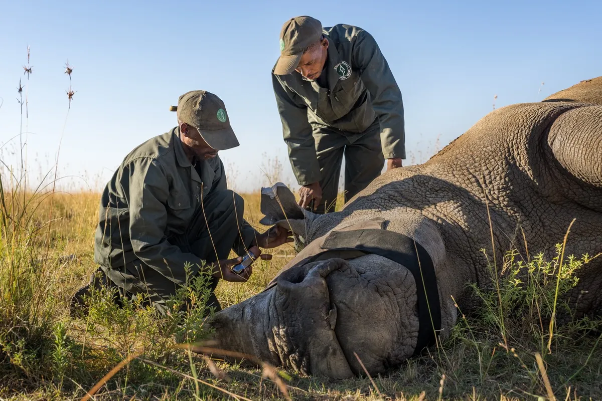 Anaesthetised rhino being monitored, ear notched and fitted with monitoring device before transport. Credit: Marcus Westberg