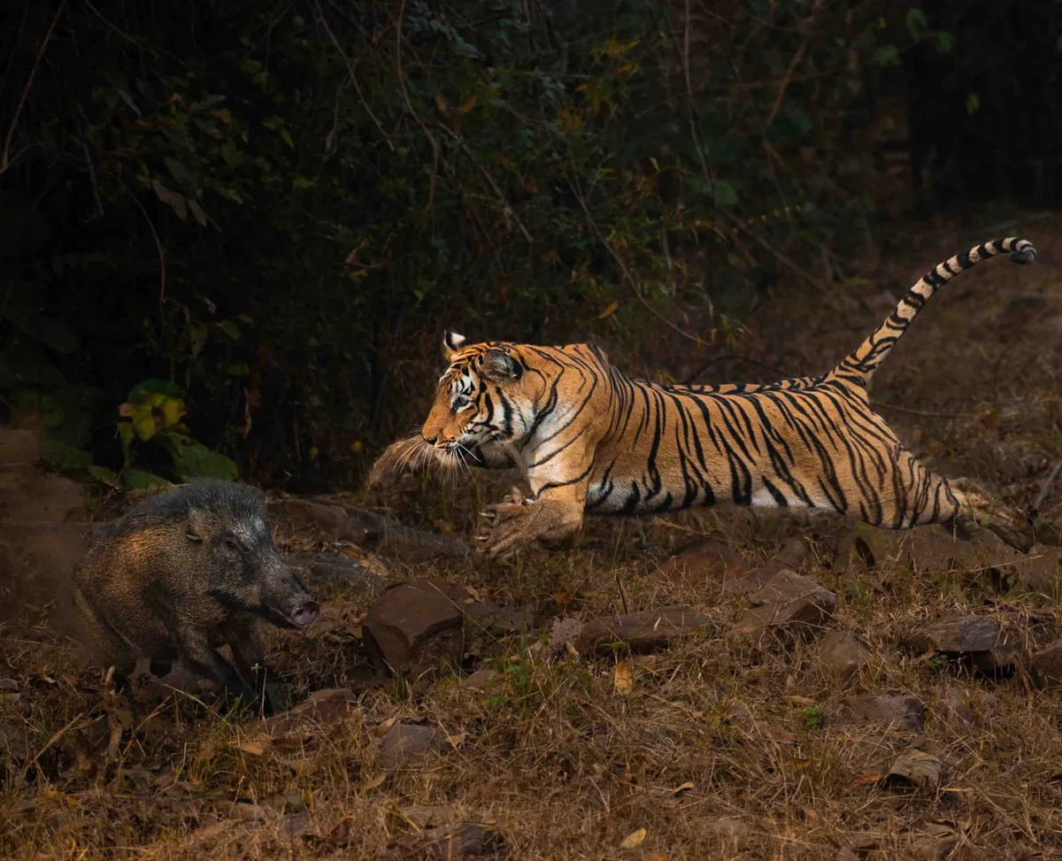 Bengal tiger, Kolsa Zone, Tadoba-Andhari Tiger Reserve, Indi