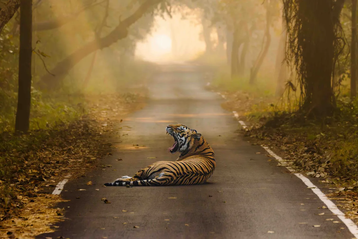 Bengal tiger, Pilibhit Tiger Reserve, Uttar Pradesh, India