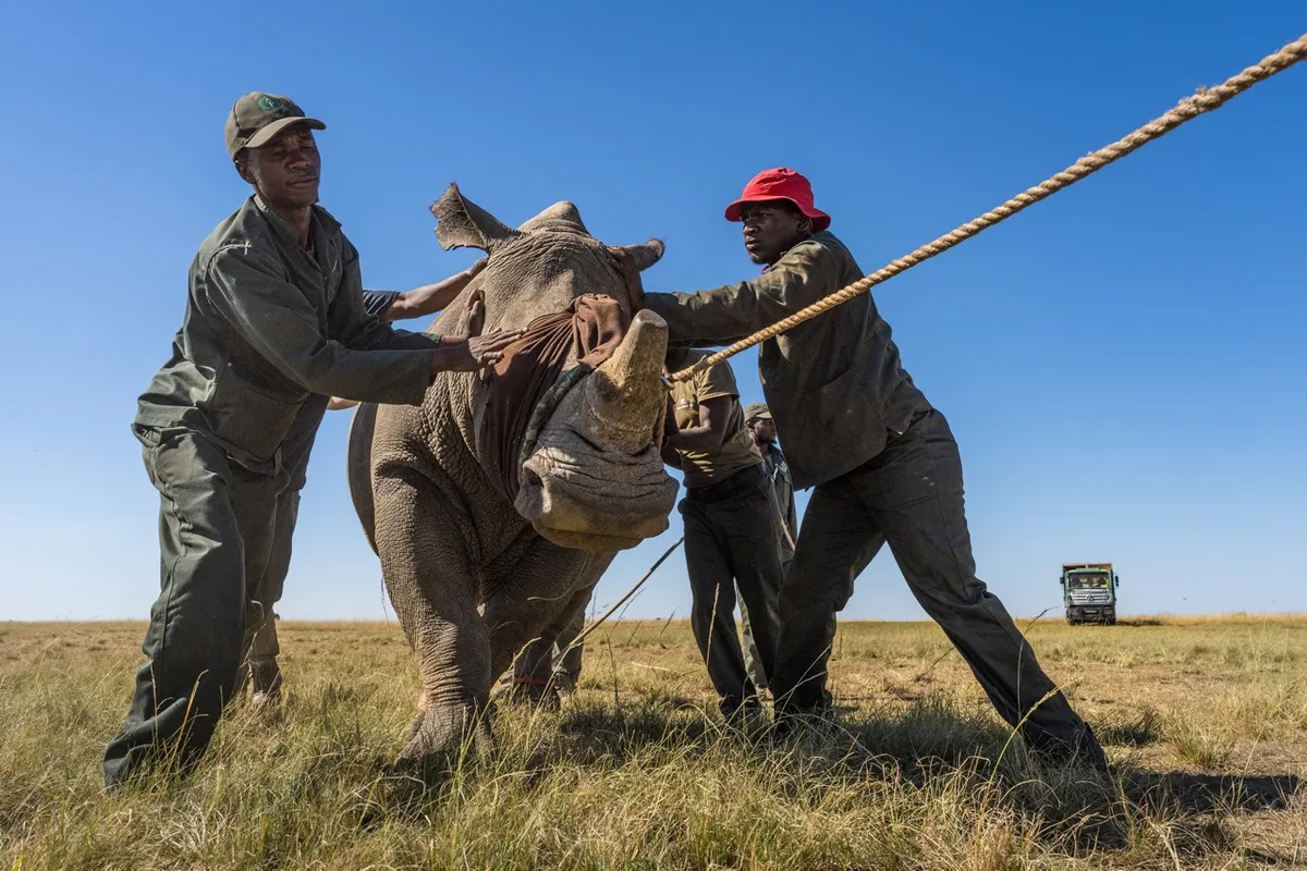 Capture team gently leading anaesthetised rhino to crate for transport. Credit: Marcus Westberg