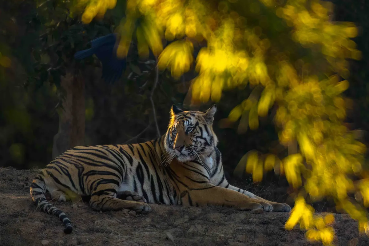 Bengal tiger, Bandhavgarh National Park, India