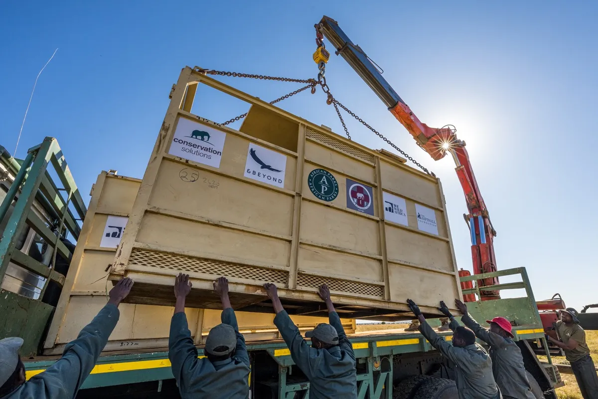 Crates with rhinos being lifted onto trucks for transport. Credit: Marcus Westberg