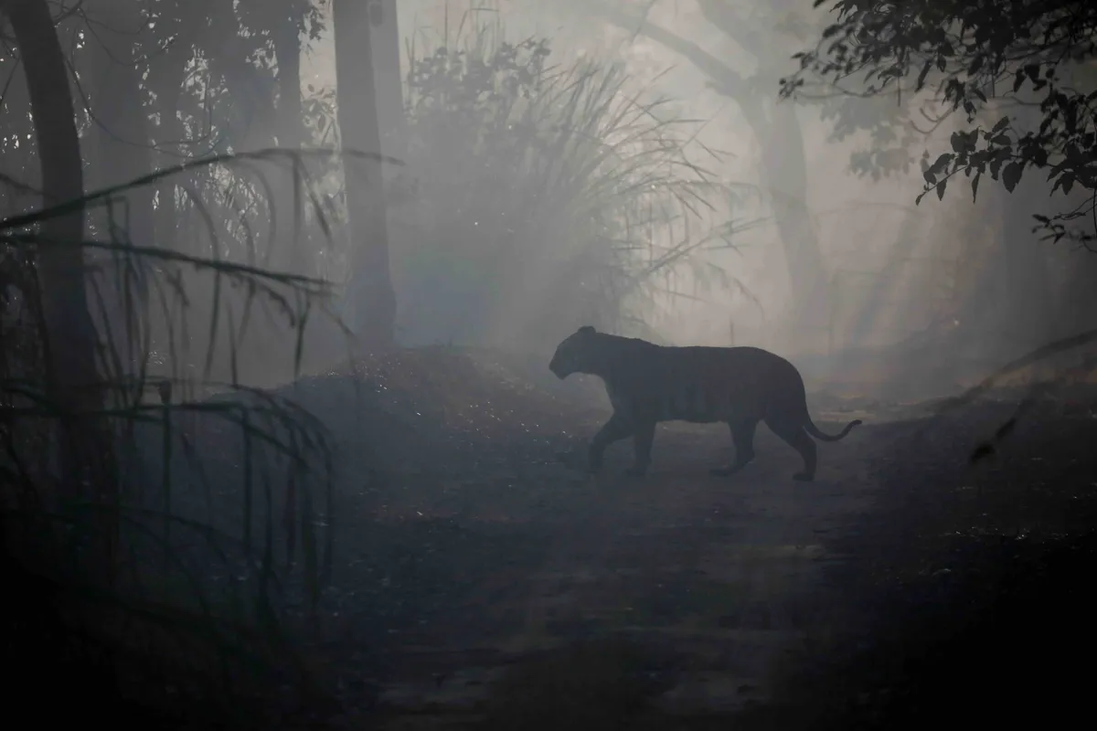 Bengal tiger, Pilibhit Tiger Reserve, Uttar Pradesh, India.