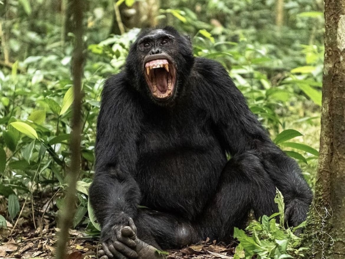 Yawning chimpanzee in Kibale National Park